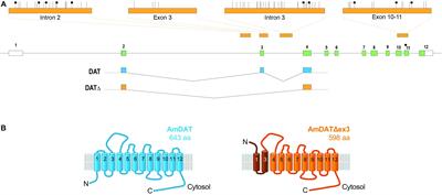 Characterization of a Dopamine Transporter and Its Splice Variant Reveals Novel Features of Dopaminergic Regulation in the Honey Bee